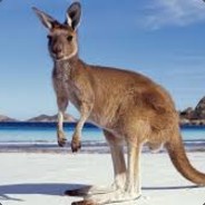 Mr.Kangaroo(EMINEM)